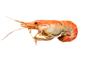 single grilled prawn on transparent background png