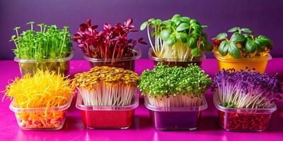 An Exquisite Arrangement of Colorful Microgreens Displayed in Attractive Containers photo