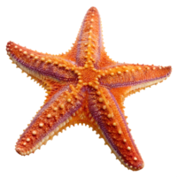 A single vibrant orange starfish situated gracefully on a clear, transparent background highlights its marine origins png