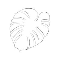 Monstera outline contour, philodendron leaf, isolated on white background. vector