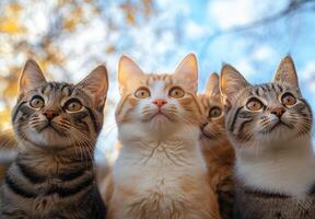 Cats with different colors staring at something photo