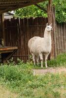 White llama in the yard photo