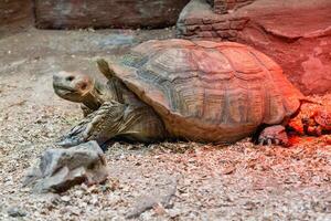 Large turtle close up photo