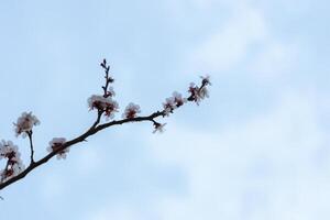 A beautiful spring branch of a blossoming tree covered with soft pink flowers. symbolizing growth, hope, and the arrival of spring. photo