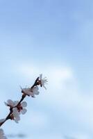 A beautiful spring branch of a blossoming tree covered with soft pink flowers. symbolizing growth, hope, and the arrival of spring. photo