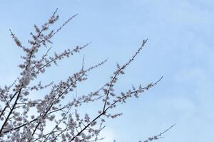 A beautiful spring branches of a blossoming tree covered with soft pink flowers. symbolizing growth, hope, and the arrival of spring. photo