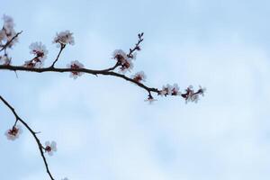 A beautiful spring branch of a blossoming tree covered with soft pink flowers. symbolizing growth, hope, and the arrival of spring. photo