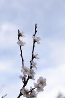 A beautiful spring branch of a blossoming tree covered with soft pink flowers. symbolizing growth, hope, and the arrival of spring. photo