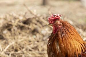 A close-up of a ginger rooster with a unique feature one missing eye. Illustrate related to farming, survival, countryside living, or the unique nature of animals. photo