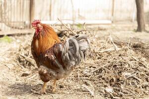 A close-up of a ginger rooster with a unique feature one missing eye. Illustrate related to farming, survival, countryside living, or the unique nature of animals. photo