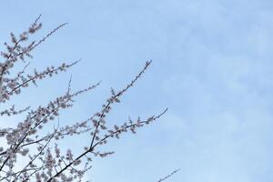 A beautiful spring branches of a blossoming tree covered with soft pink flowers. symbolizing growth, hope, and the arrival of spring. photo