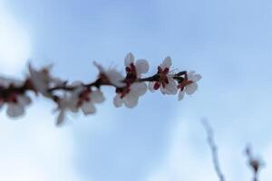 A beautiful spring branch of a blossoming tree covered with soft pink flowers. symbolizing growth, hope, and the arrival of spring. photo