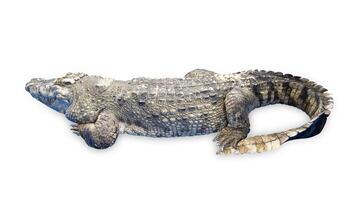 Top view of Rear view of a Thai crocodile with its long in the foreground, focus selective photo