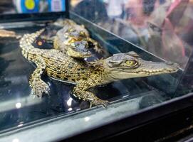Rear view of a Thai baby crocodile with its long in the foreground focus selective photo