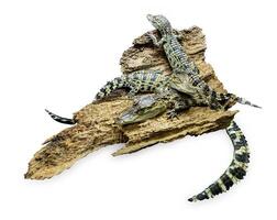 Top view of Rear view of a Thai baby crocodile with its long in the foreground, focus selective photo