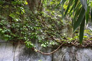 the stone in the temple photo