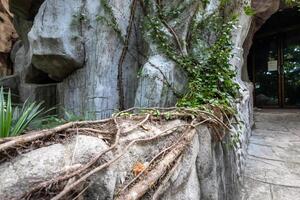 tree at the stone in the temple photo