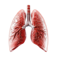 Detailed Illustration of Human Lungs on Transparent Background png