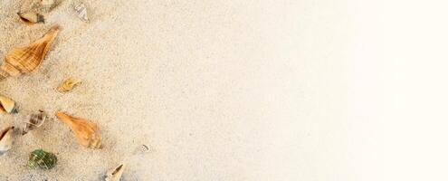 Summer banner background with shell decoration for copy space photo