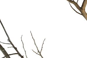 Background with branch frame copy space photo