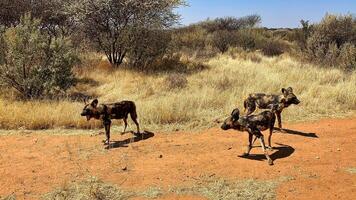 African wild dog in the Namibian desert photo