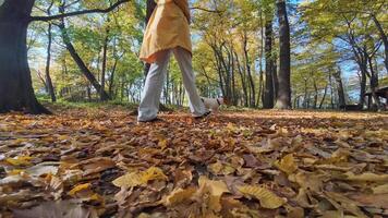 Woman strolls with her dog on pathway surrounded by lush green trees in autumn park on sunny day. Female owner and pet spending time together. Active dog pulls on leash while walking video