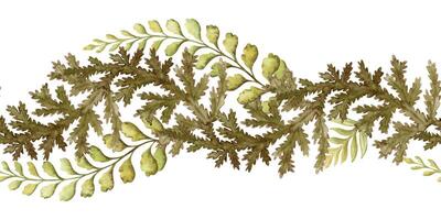 Fern leaf curved seamless border in the brown and green tone. Hand drawn watercolor botanical element with textured foliage. Perfect for the use of ecological material and sustainable designs. vector