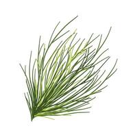 Dill branch isolated on white background. illustration for your design vector