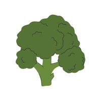 Broccoli vegetable icon. Vegetable healthy and organic food theme. Isolated design. illustration vector
