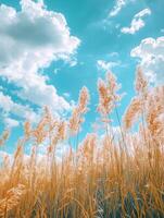 grassy field against a blue sky photo