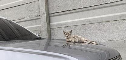 a tabby cat lay on a gray car photo