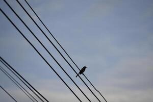 a bird rest on wire with sky background photo
