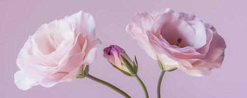 Pink lisianthus flowers on pastel background, elegant floral display. Nature and simplicity concept photo