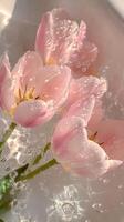 Pink tulips with water droplets in gentle sunlight, delicate floral scene. Nature and tranquility concept photo