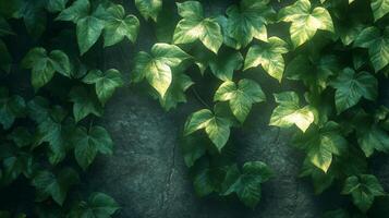 Green ivy leaves on a stone wall with natural sunlight, nature serenity concept photo