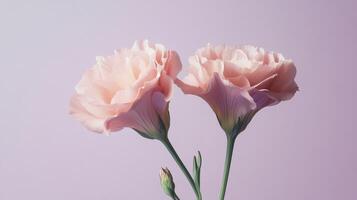 Two pink lisianthus flowers with soft petals against a pastel purple background, delicate elegance and botanical beauty concept photo