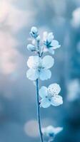 close-up of delicate light blue blossom on blurred background, tranquil nature and serenity concept photo