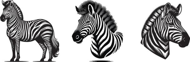 Zebra head with a white background vector
