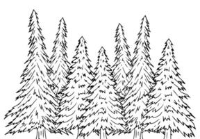 Sketch spruce forests vector