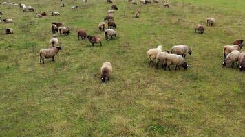Sheep grazing. Herd of brown and white sheep feeding and resting on pasture. Fluffy animals on a meadow. video