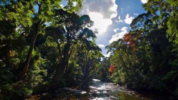 Lush Jungle River Scene Footage Capturing Vibrant Flora and Fauna video