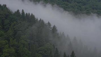 Dense Forest Fog Scene Footage Capturing Mystical Atmosphere video