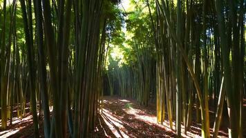 Exploring Sunlit Bamboo Forest Footage with Natural Shadows and Greenery video