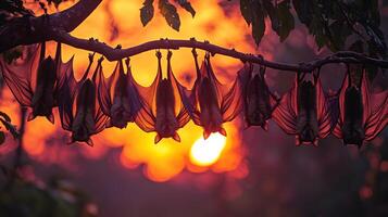 Colony of Indian flying foxes hanging upside down tree branches silhouetted against vivid orange and purple sunset their wings creating intricate patterns captured with a wide angle lens for scale photo