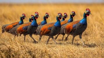 Flock of helmeted guineafowl walking through dry savanna their colorful heads and speckled feathers vividly contrasting with the muted golden grass captured with a telephoto lens for dynamic depth photo