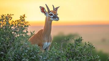 Gerenuk standing upright reach leaves acacia tree slender frame highlighted by the soft glow of a sunset with distant savanna plains in the background captured with a telephoto lens for elegance photo