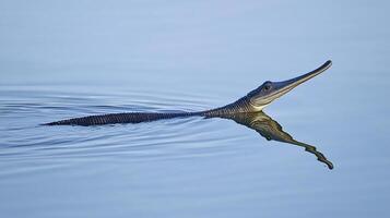 Gharial floating partially submerged a calm river its long narrow snout visible above the waterline captured with a telephoto lens to emphasize its sleek prehistoric form photo