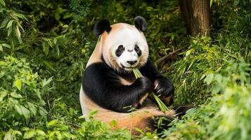 Giant panda peacefully eating bamboo its natural forest habitat surrounded by dense greenery and soft dappled light captured with a shallow depth of field to emphasize the pandas iconic features photo