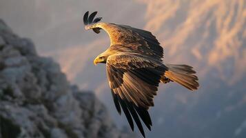 Golden eagle soaring high above rugged mountain peaks wings fully extended illuminated by soft golden hour light shot with a telephoto lens for crisp detail and a shallow depth of field photo
