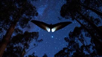 Greater glider soaring between two tall eucalyptus trees under starlit sky its wide membrane glowing faintly captured with a low light telephoto lens for a dramatic nocturnal view photo